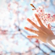 桜の下での画像9