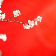 桜の下での画像18