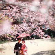 桜の下での画像21