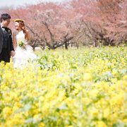 一面の花畑での画像10