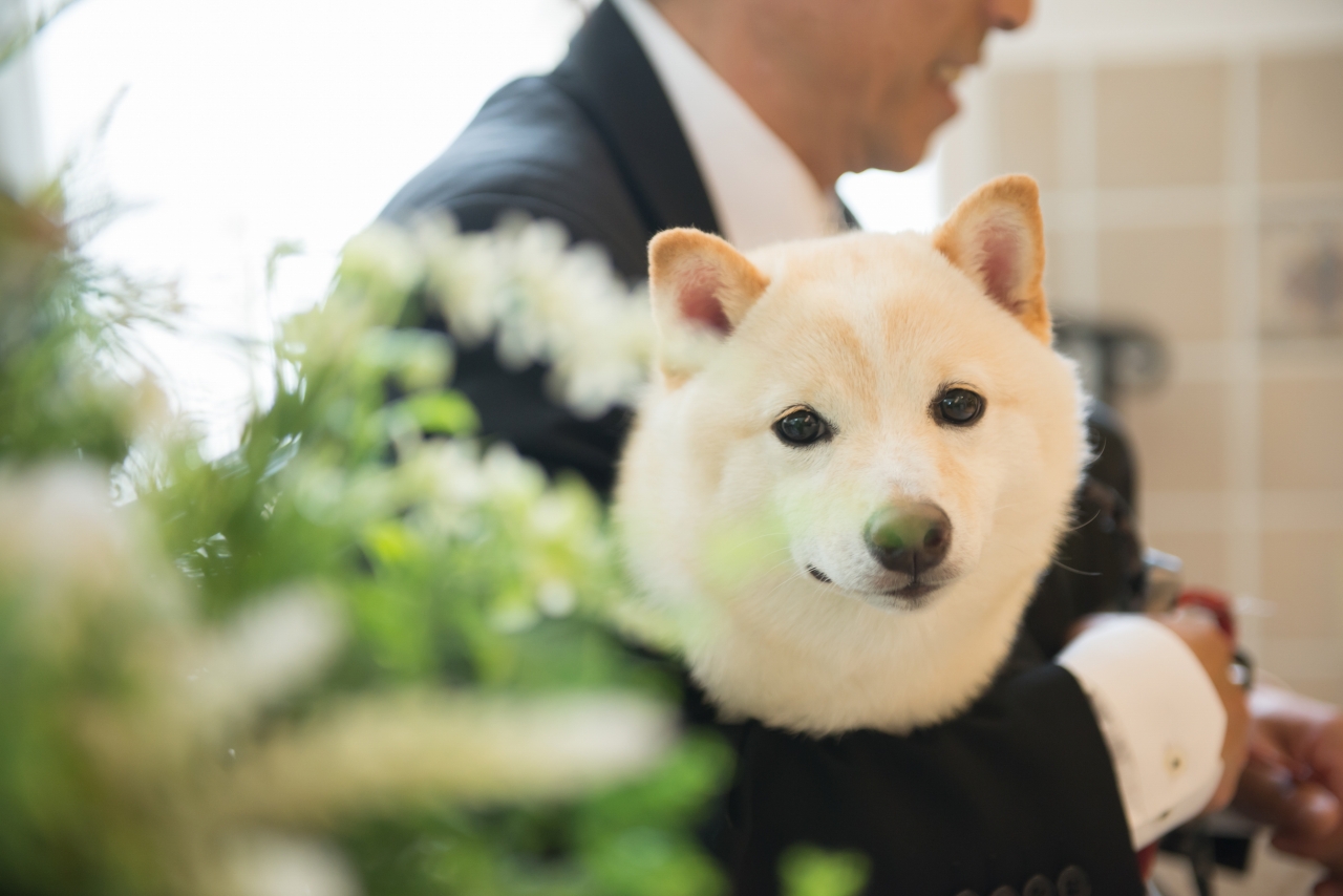 デュオドーモ,チャペルフォト,写真だけの結婚式,フォトウエディング,フォト婚