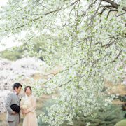 国立博物館で桜フォトウエディングの画像3