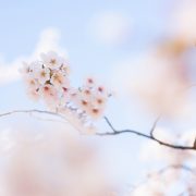 桜フォトウエディングの画像1