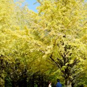 広いひろーい公園でのフォトウエディングの画像3