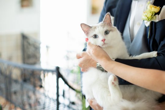 猫ちゃんと一緒にフォトウエディング｜フォトウェディングのecoo