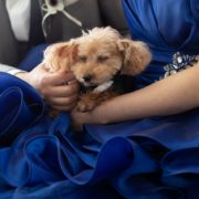ワンちゃんと和装とブルーのカラードレスでフォトウエディングの画像8