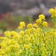 菜の花と桜のフォトウエディングの画像3