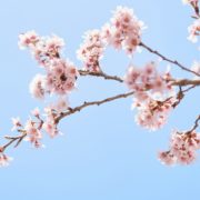 菜の花と桜のフォトウエディングの画像9