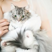 猫ちゃんと一緒にフォトウエディングの画像14