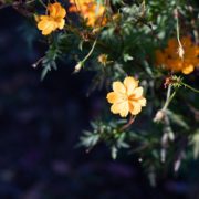 おふたりらしさを盛り込んだフォトウエデイングの画像10