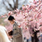 河津桜で春色フォトウエディングの画像9