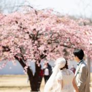 河津桜で春色フォトウエディングの画像10