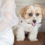 ワンちゃんと一緒にフォトウエディングの画像18