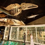 国立科学博物館でフォトウエディングの画像20