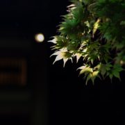 つきじ治作でワンランク上の和装撮影の画像4