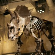 ヴィンテージドレスで国立科学博物館フォトウエディングの画像21