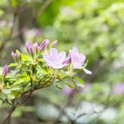 重要文化財「銅御殿」で和洋フォトウエディングの画像7