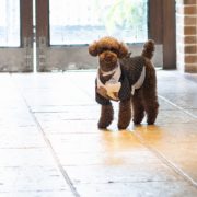 わんちゃんとご家族とみーんな一緒にチャペルフォトウエディングの画像4